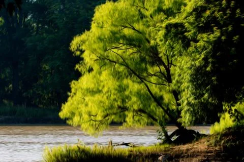 River bank tree Stock Illustration