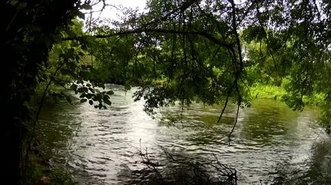 River Bank Under Trees Stock Footage 11857592