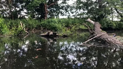 River bank view Vídeos de archivo 108750756