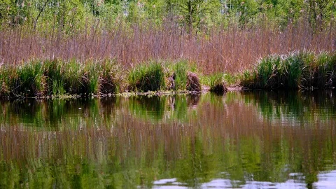River bank view1 Stock Footage 127844114