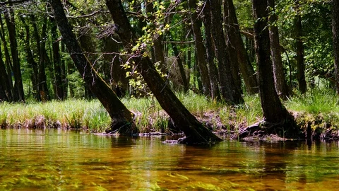 River bank view5 Stock Footage 127844770