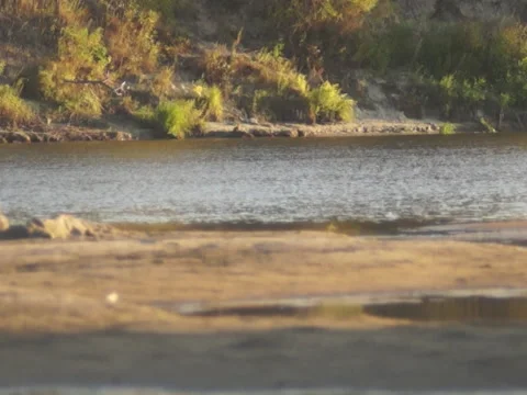 River bank, wagtail 스톡 동영상 42184366