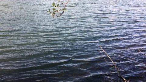 River Banks Branches Waves Video stock 172063805