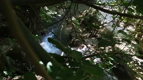 River barely showing between trees and leaves Stock Footage 200700596