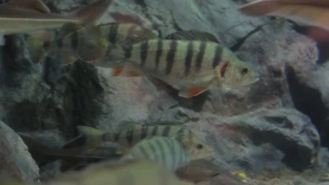 River bass Stock Footage 113877744