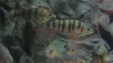 River bass in a jamb Stock Footage 113877659