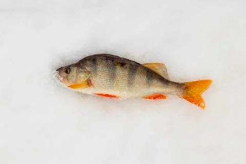 River bass. Stock Photos