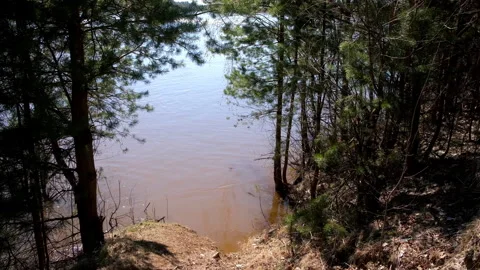 River beach with coniferous trees pines in forest in spring sunny day. Stock Footage 311867512
