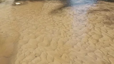 River with beautiful fish Stock Footage 245058388