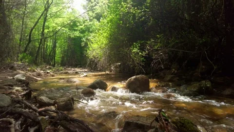 River into a beautiful forest in Sardinia Stock Footage 243826084