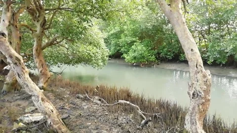 River in beautiful nature Video stock 231284101