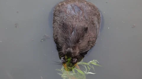 River beaver eating grass close-up Stock Footage 306370337