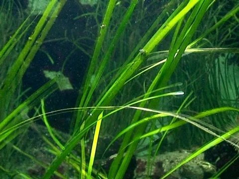 River Bed Stock Footage 490380