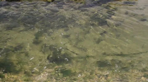 River bed Vidéo 7757761