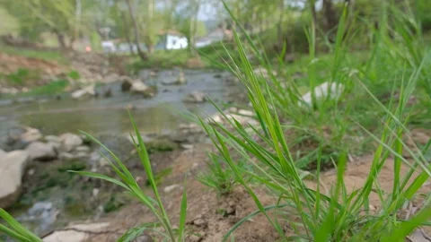 River behind grass at spring. 4K video. Stock Footage 190620267