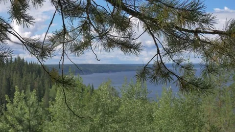 The river behind the trees Stock Footage 81014559