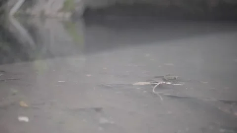 River Below the Bridge S log 2, Slog 2, Flat Color SOny a7ii Stock Footage 297855202