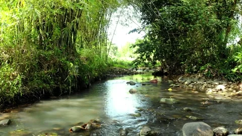 River between Bamboo Trees Video stock 245961075