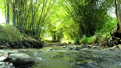 River between Bamboo Trees. Sukabumi, Indonesia Stock Footage 245961128