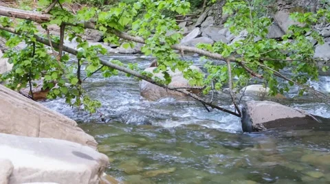 The river between the branches Stock Footage 49973848