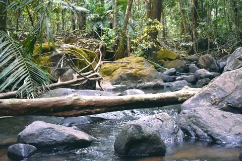 A river in between a dense forest Stock Photos