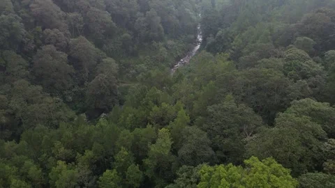 The river is between dense forests and mountains Stock Footage 246304162