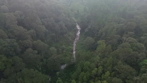 The river is between dense forests and mountains Stock Footage 246304178