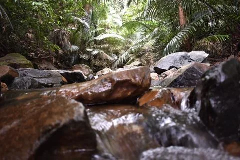 A river between the forest with focus in the trees Stock Photos