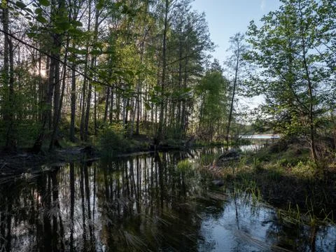 River between high trees Stock Photos