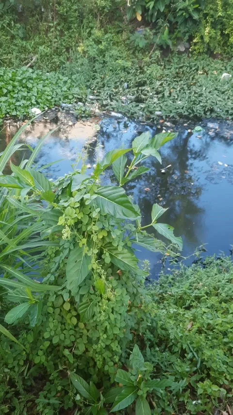 River Between Land, Vertical Stock-Footage 334329795