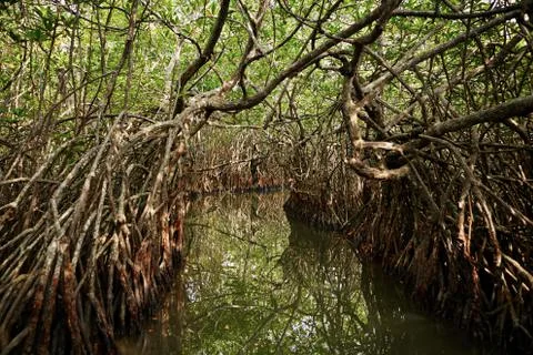 River between mangrove trees Foto stock