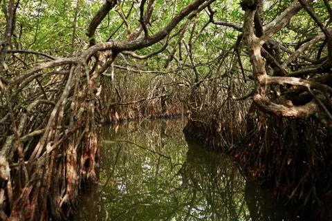 River between the mangrove trees Foto stock