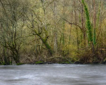 River between old Oak and Willow Forests Stock Photos