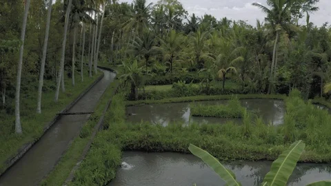River between palm trees on Bali Island 4K drone flight Vidéo 119315172