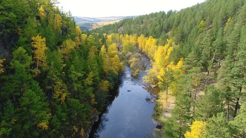River between trees Stock Footage 87789982