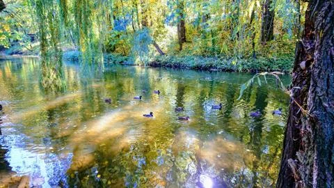 River between trees. In the river floating duck Stock Photos
