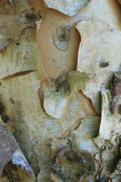 River birch bark Stock Photos