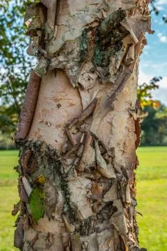 River birch tree closeup Stock Photos