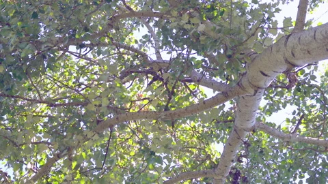 River Birch Tree, growing crown Stock Footage 139462316