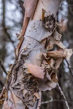 River birch tree peeling bark closeup Stock Photos