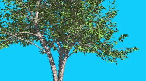 River Birch Tree is Swaying at The Wind Green Tree Leaves Are Fluttering Crown Stock Footage 57439187