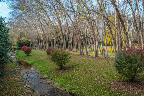 River birch trees along the stream Stock Photos
