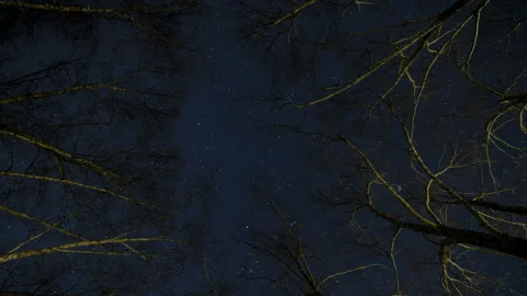 River Birch Trees Day to Night Stars (Two of Two) Stock Footage 228798127