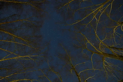 River Birch Trees Day to Night Stars (One of Two) Stock Footage 228799026