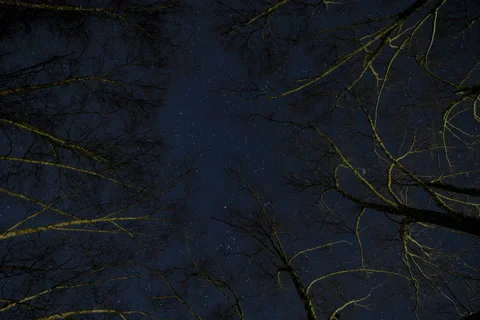 River Birch Trees Day to Night Stars (One of Two) Stock Footage 228800452