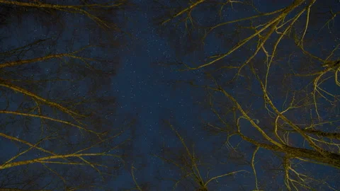 River Birch Trees Day to Night Stars (One of Two) Stock Footage 228800657