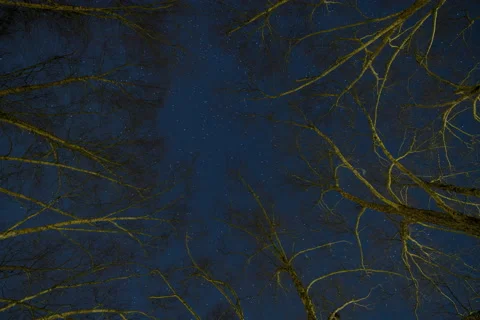 River Birch Trees Star Trails (First of Two) Stock Footage 228789351