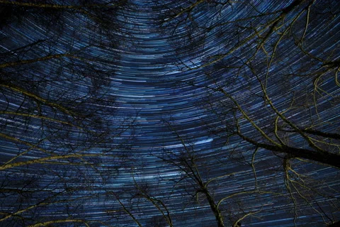 River Birch Trees Star Trails (Second of Two) Stock Footage 228790217