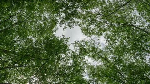 River Birches Hyperlapse Stock Footage 246652661