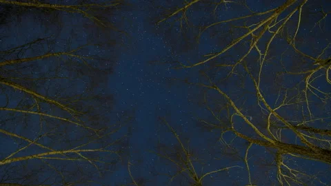 River Birches Star Trails (First of Two) Stock Footage 228790977